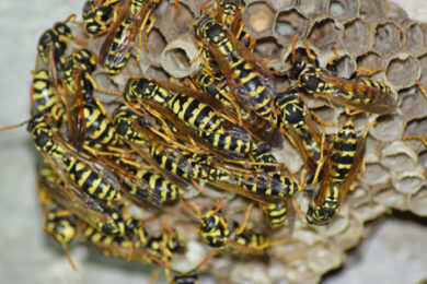wasps hornets stinging insects polist vespiary