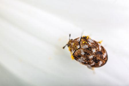 A Guide To Carpet Beetle Larvae Identification Prevention Faqs