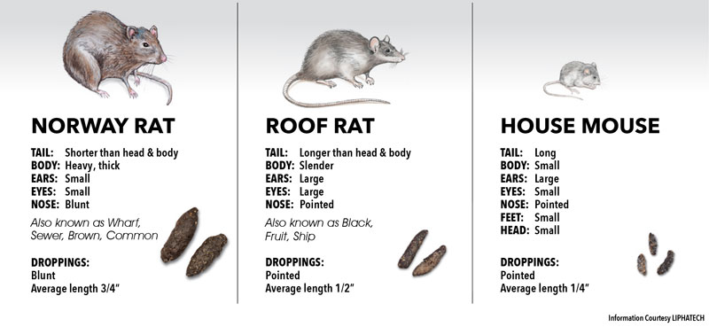 Norway Rat Roof Rat And House Mouse Controlling Rodent Infestation