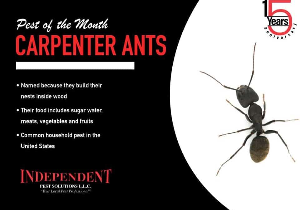 Pest of the Month: Carpenter Ants