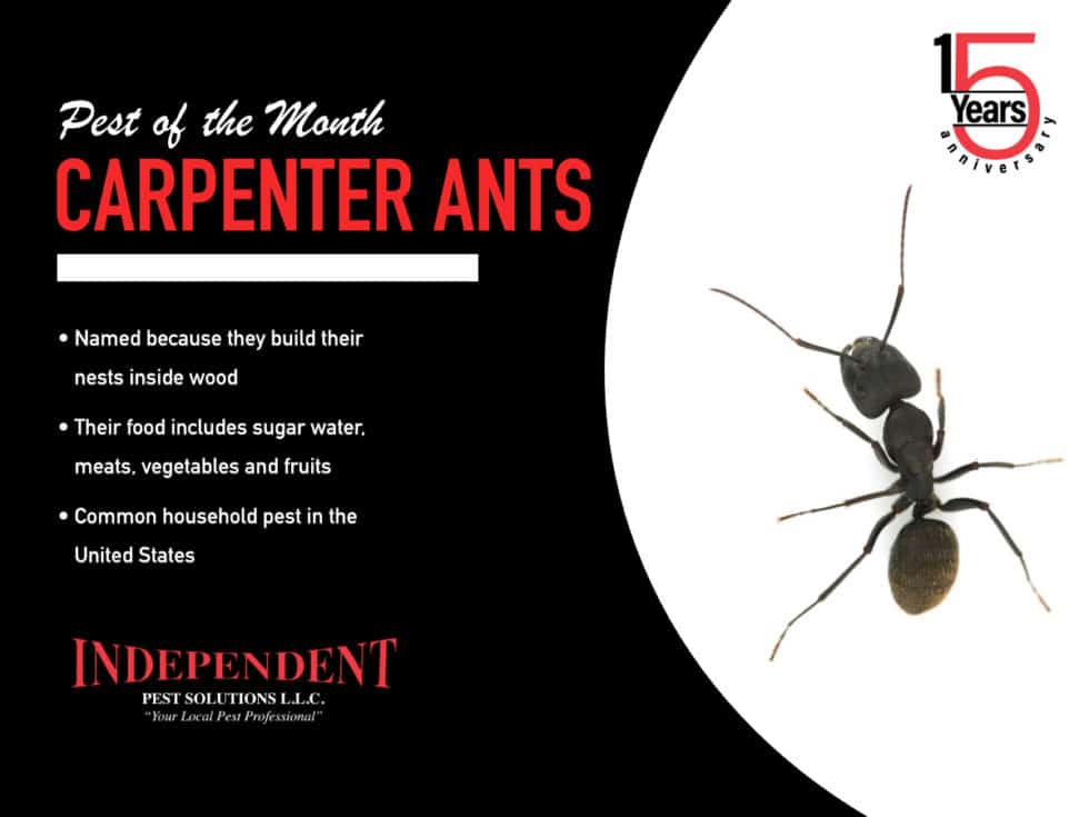 Pest of the Month: Carpenter Ants