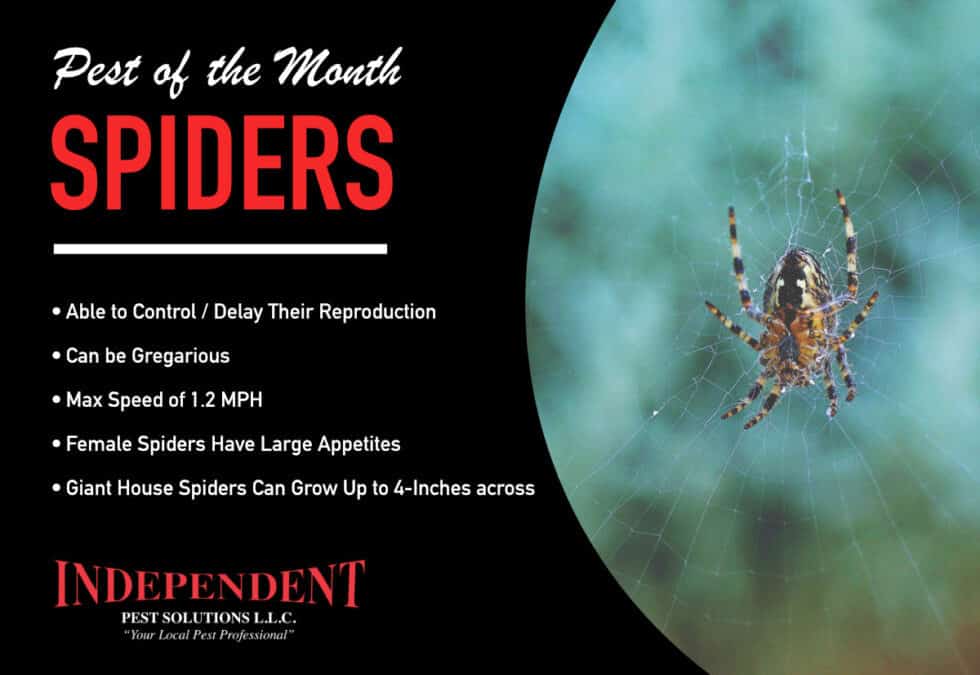 Pest of the Month: Spiders