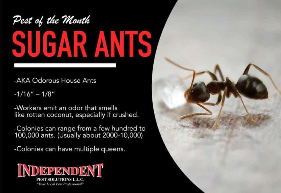 Pest of the Month: Sugar Ants