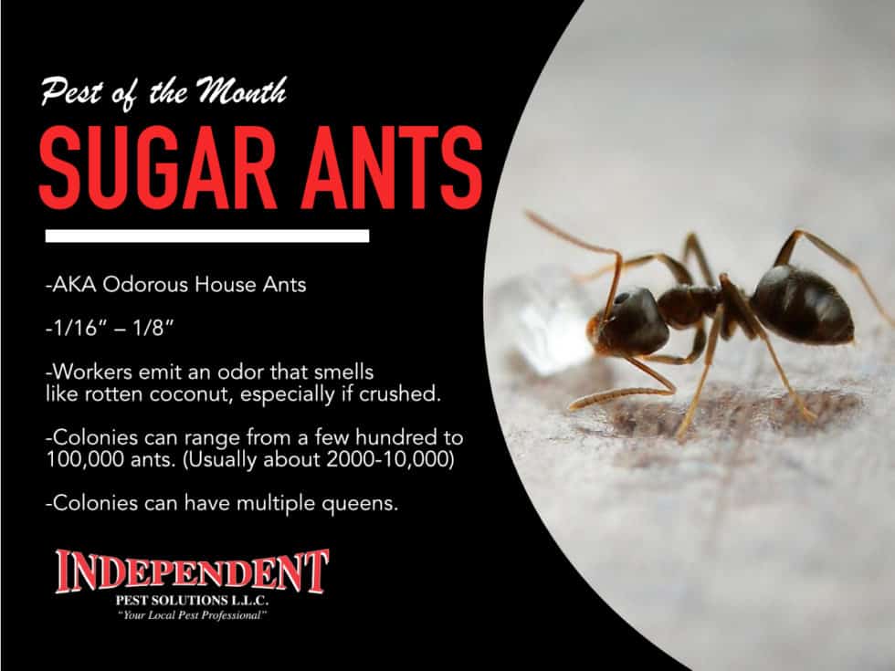 Pest Of The Month Sugar Ants   Feb Ant 980x735 1 