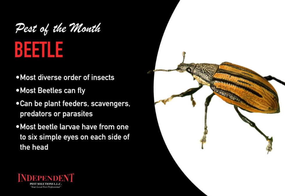 Pest of the Month: Beetles