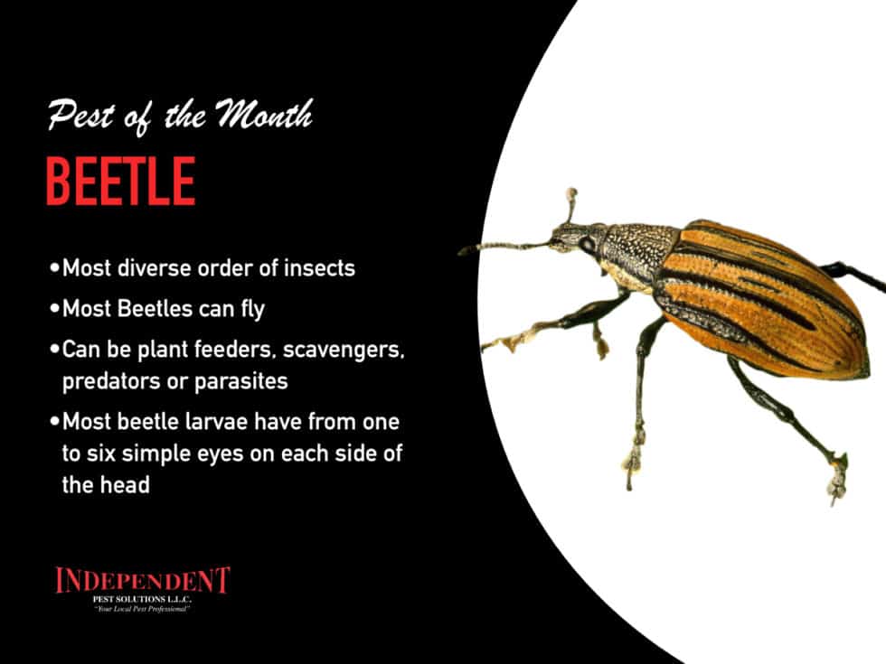 Beetles and Weevils