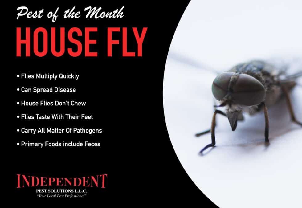Pest of the Month: House Flies