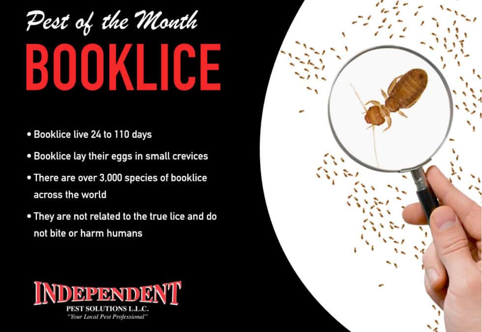 Pest of the Month: Booklice