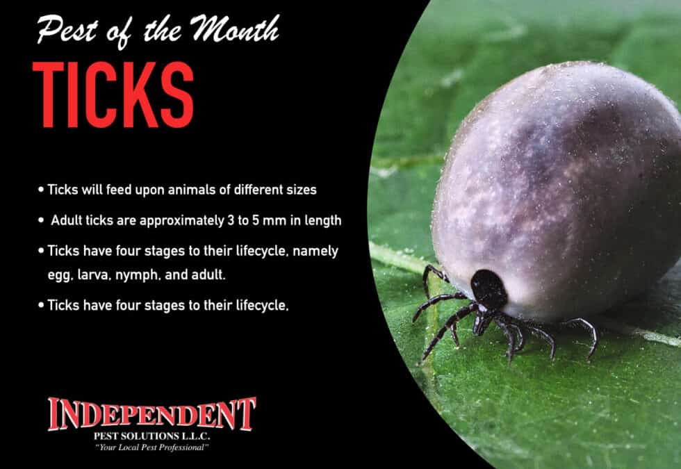 Pest of the Month: TICKS