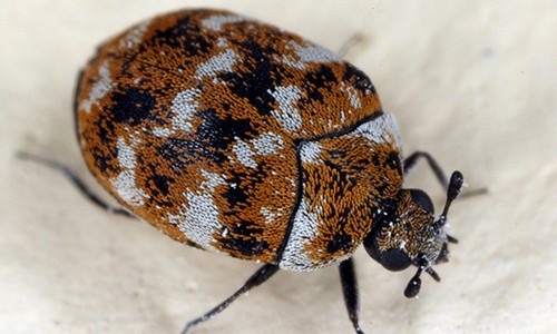 Carpet Beetle Extermination