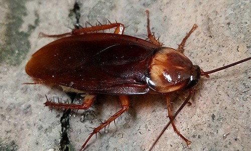 Cockroaches Extermination