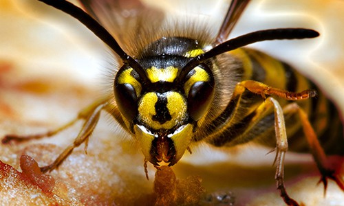 Bee & Wasp Extermination