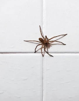 Spider on wall