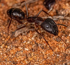 Ant On Ground