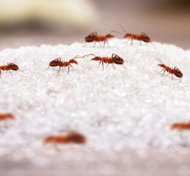 Household ants on sugar