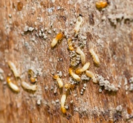 Group of termite