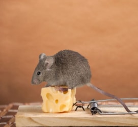 A rat on a cheese