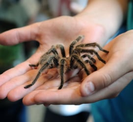 Spider On Hand