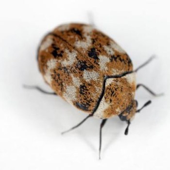 Carpet Beetles Life Cycle - Control Exterminating Company