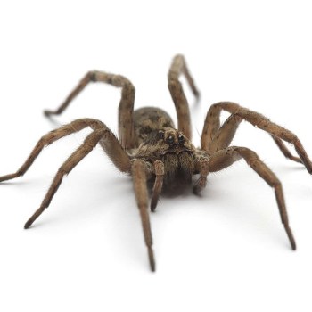 Independent Pest Solutions for spiders