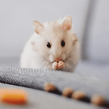 Mice Pest Control