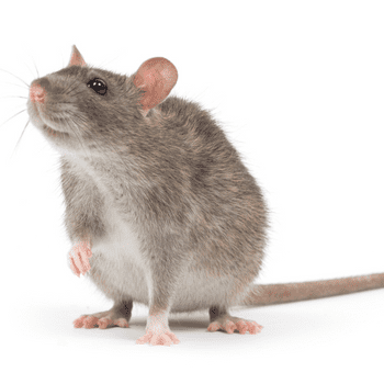 Rat exterminator Independent Pest Solutions