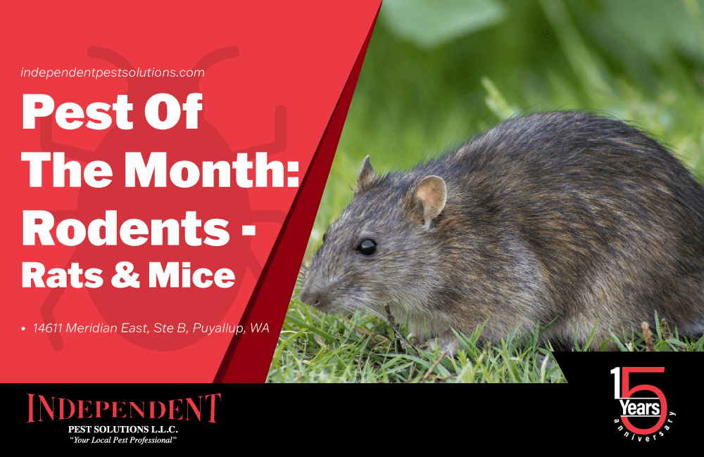 Are you having issues with Rodents? We can help at Independent Pest, your local pest exterminators.