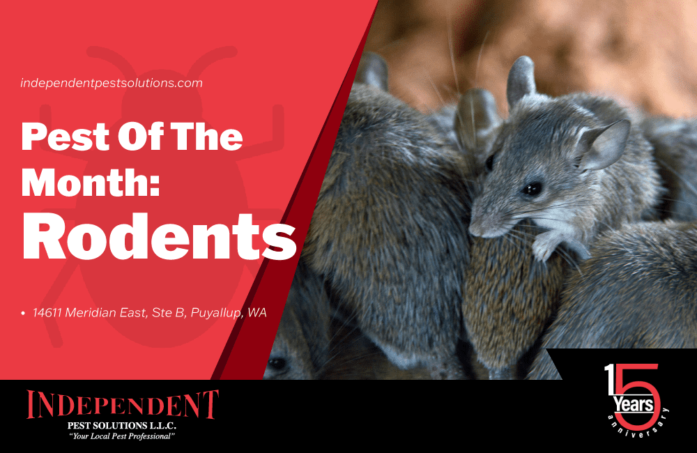 Pest of the Month: Rodents