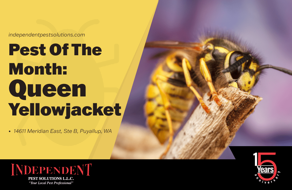 Pest of the Month: Queen Yellowjackets. Graphic featuring a prominent image of a wasp perched on a stick. The wasp is shown in detail, with its distinctive yellow and black markings visible. The graphic highlights Queen Yellowjackets as the pest of the month, emphasizing the importance of understanding and addressing these stinging insects. Learn about effective pest control measures for Queen Yellowjackets with Independent Pest Solutions.