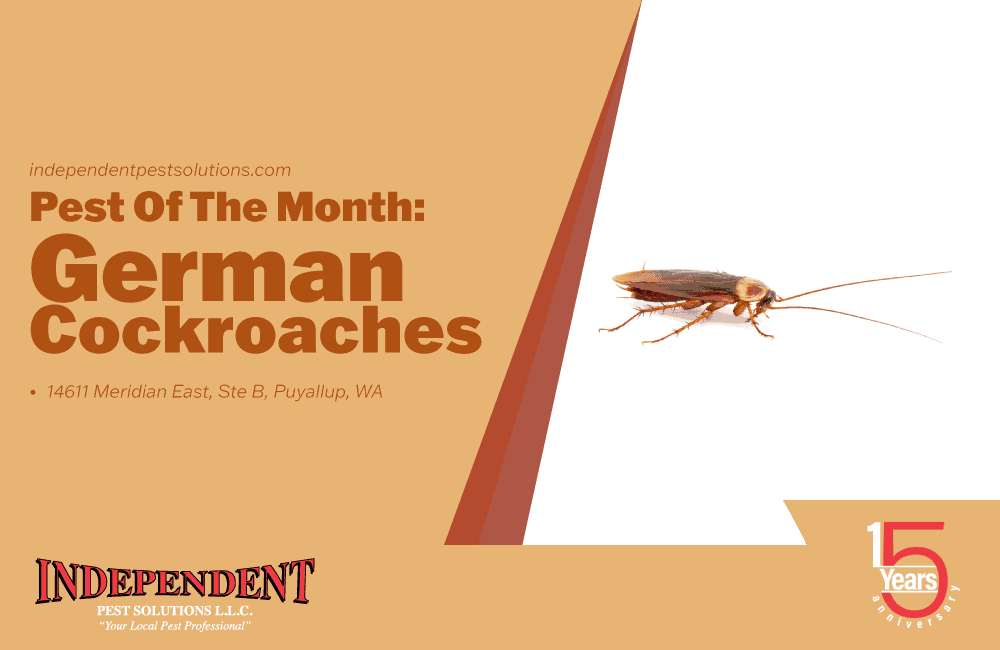 German cockroaches are the most common type of cockroaches that can be found in the Pacific Northwest, as well as worldwide.
