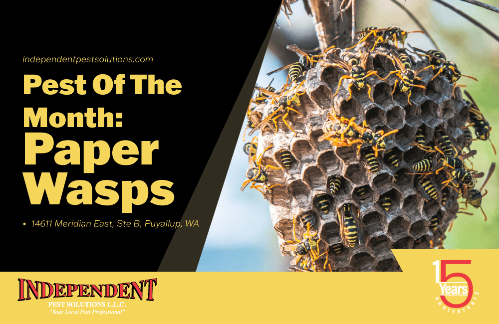 Pest of the Month: Paper Wasps