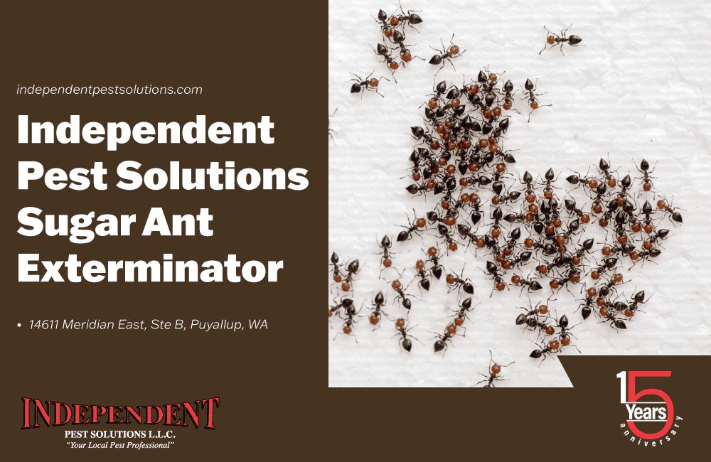 Odorous Ant Pest Control