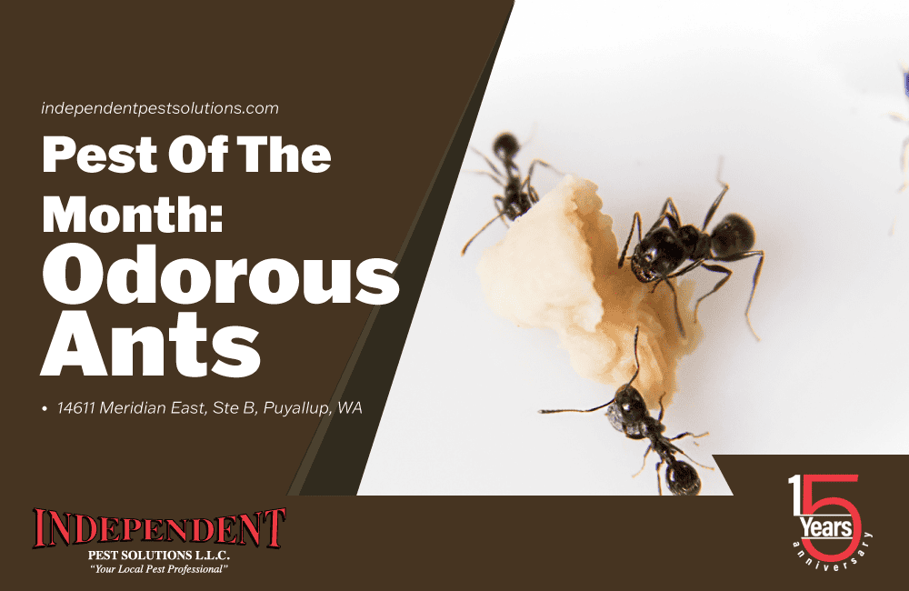 Independent Pest Control: Exterminators in Puyallup, Washington.