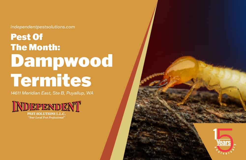 Dampwood Termite exterminator
