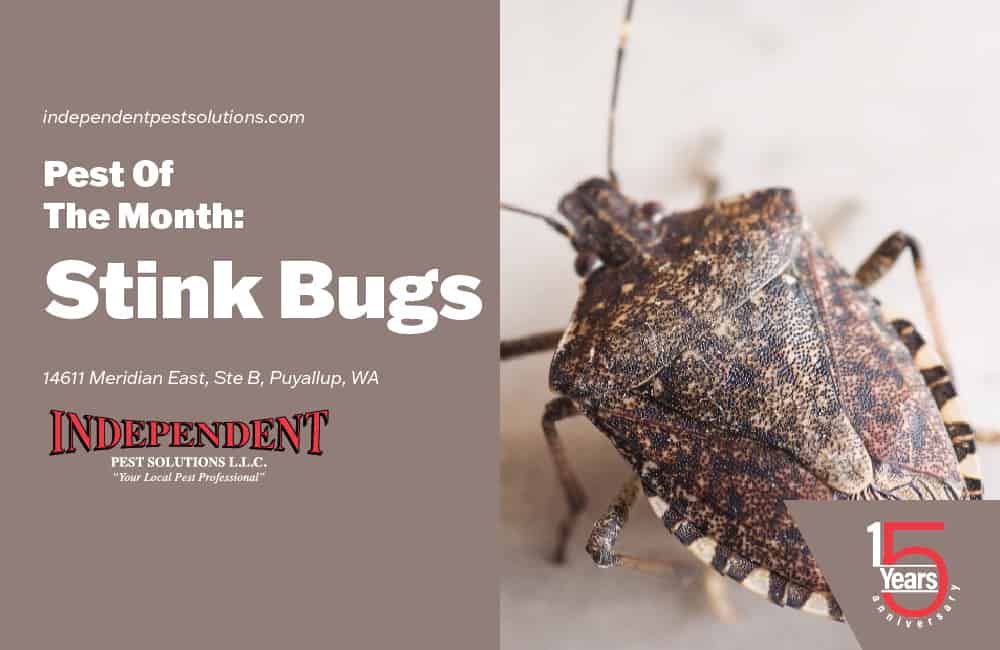 Stink Bugs Pest Control Services in Washington State