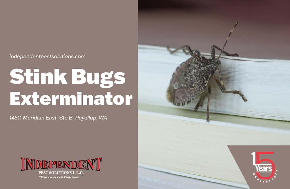 Stink Bug Pest Control Services 