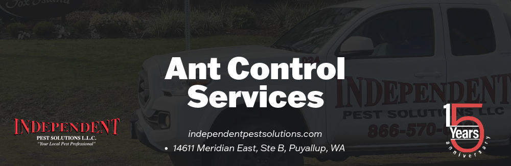 Ant Exterminator in Puyallup