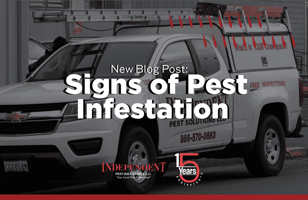 Potential Signs of Pest Infestation