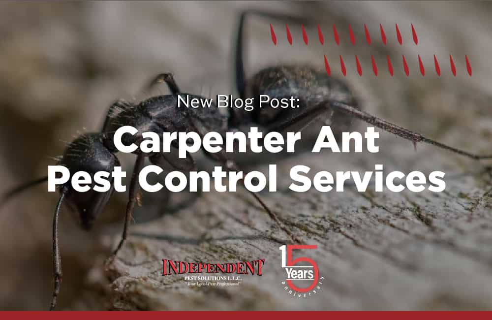 Carpenter Ant Pest Control Services