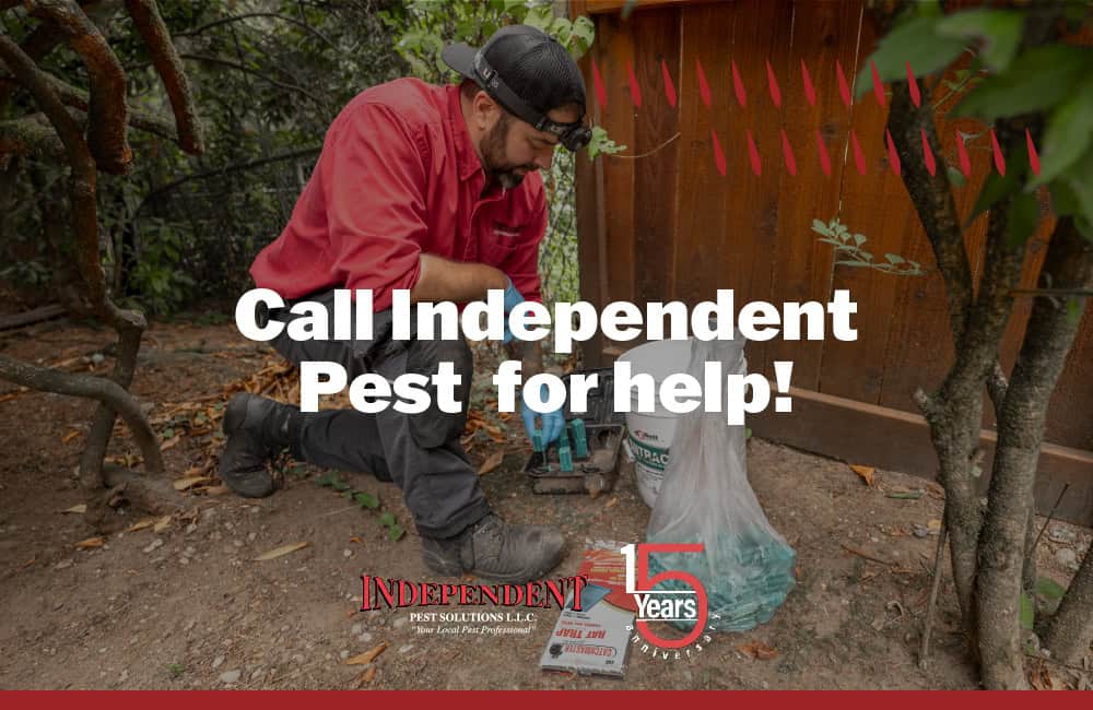 Carpenter Ant Pest Control