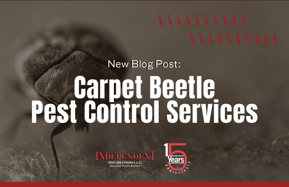 One of the pest control services that we offer at Independent Pest Solutions is carpet beetle removal.