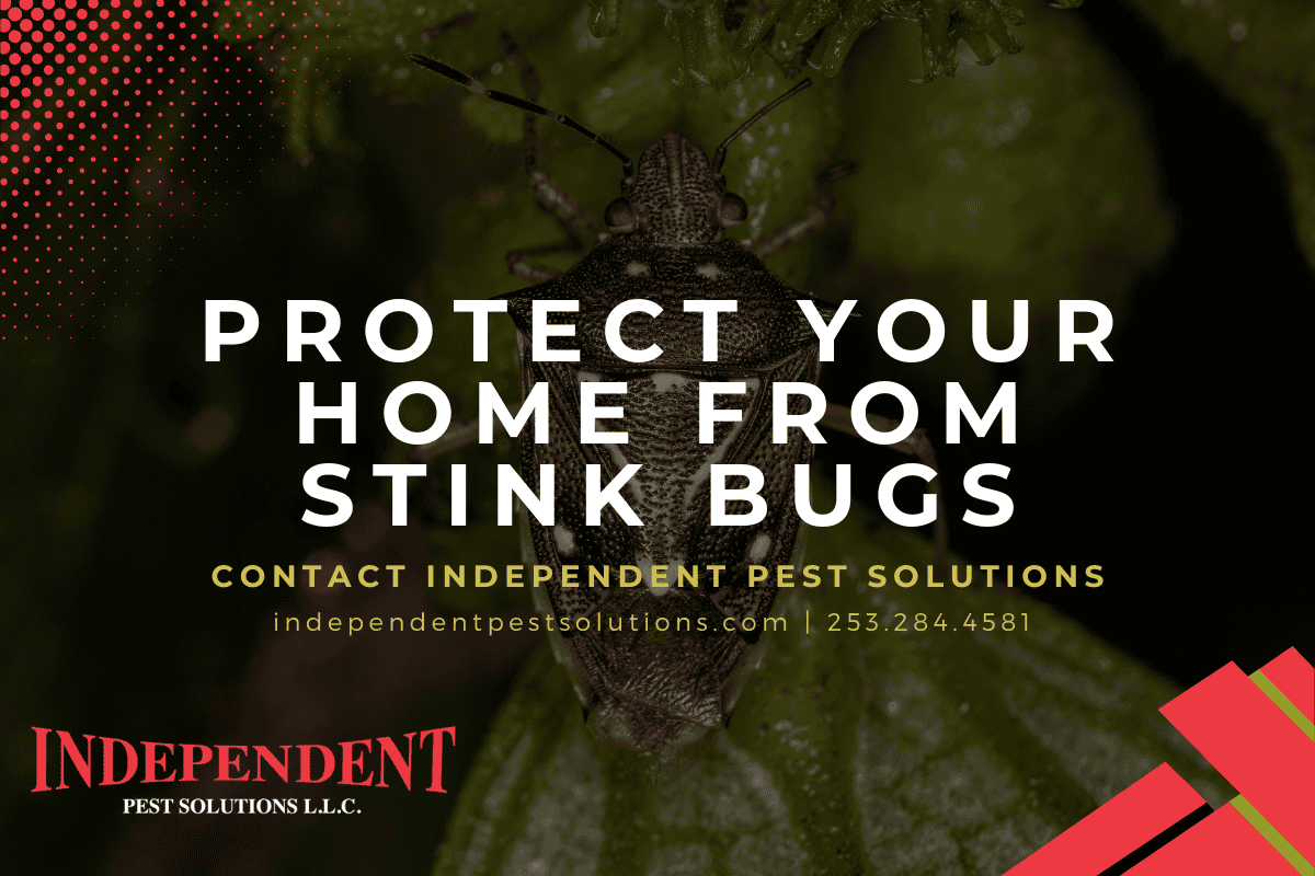 Pest Control Services in Washington State