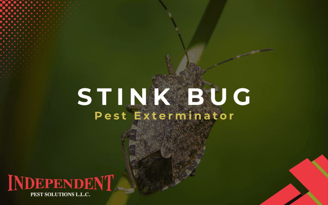 Stink Bug Pest Control Services