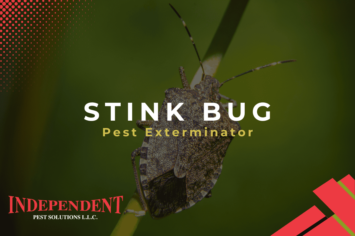 Pest Control Services