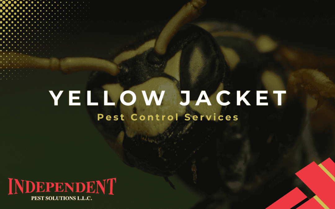 Yellow Jacket Pest Control Services