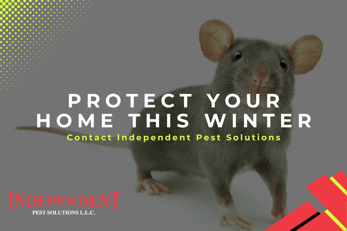 Pest Control Services in Puyallup, Wa.