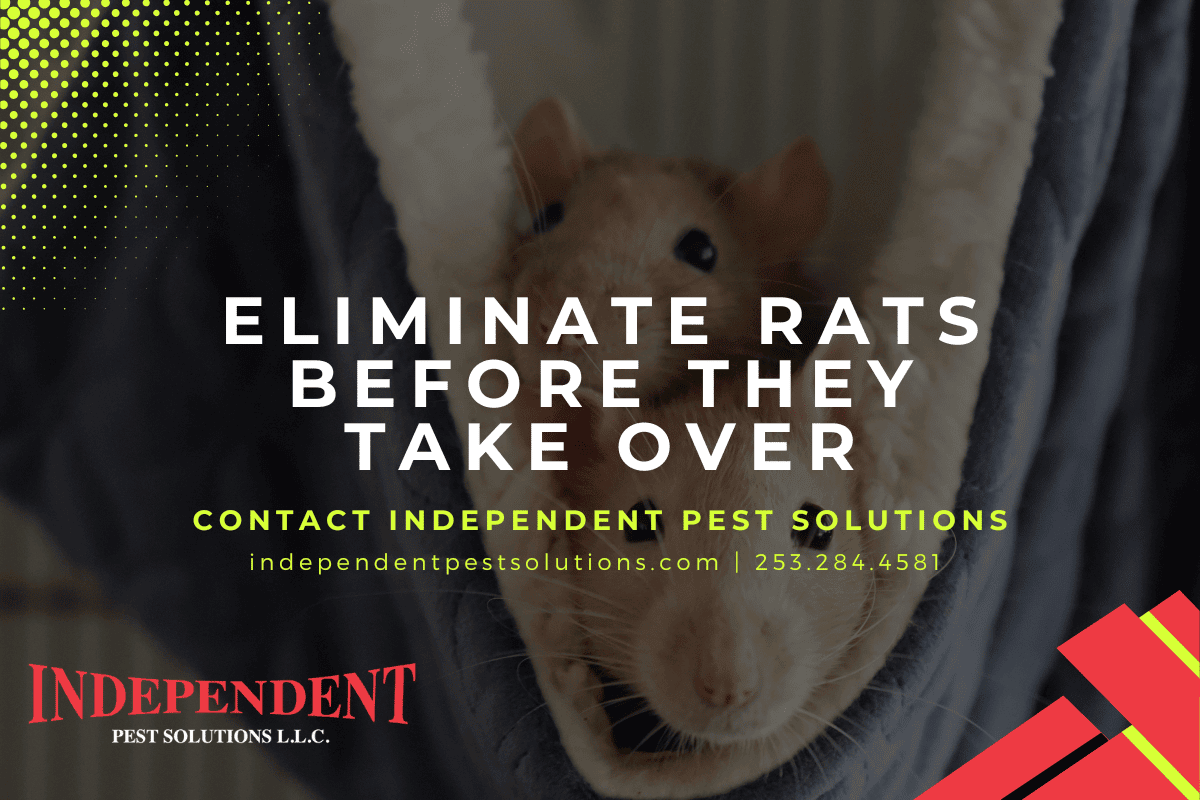 Pest Exterminator in Puyallup