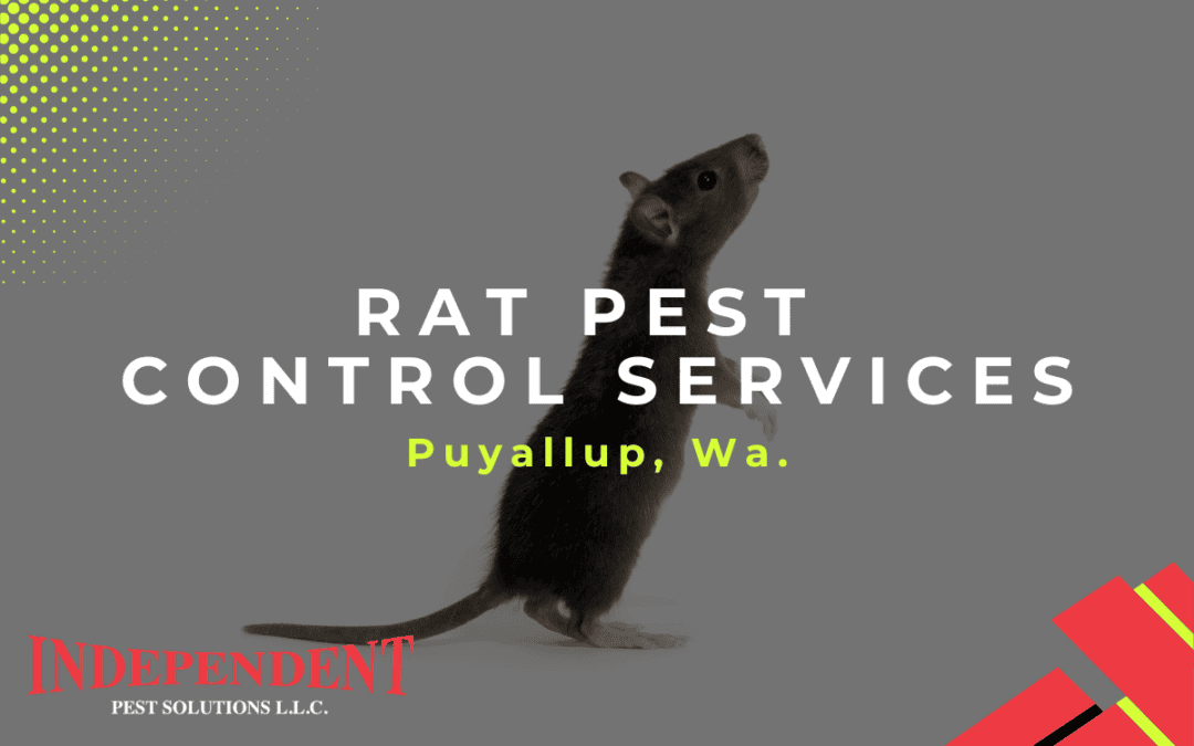 Rat Pest Control Services