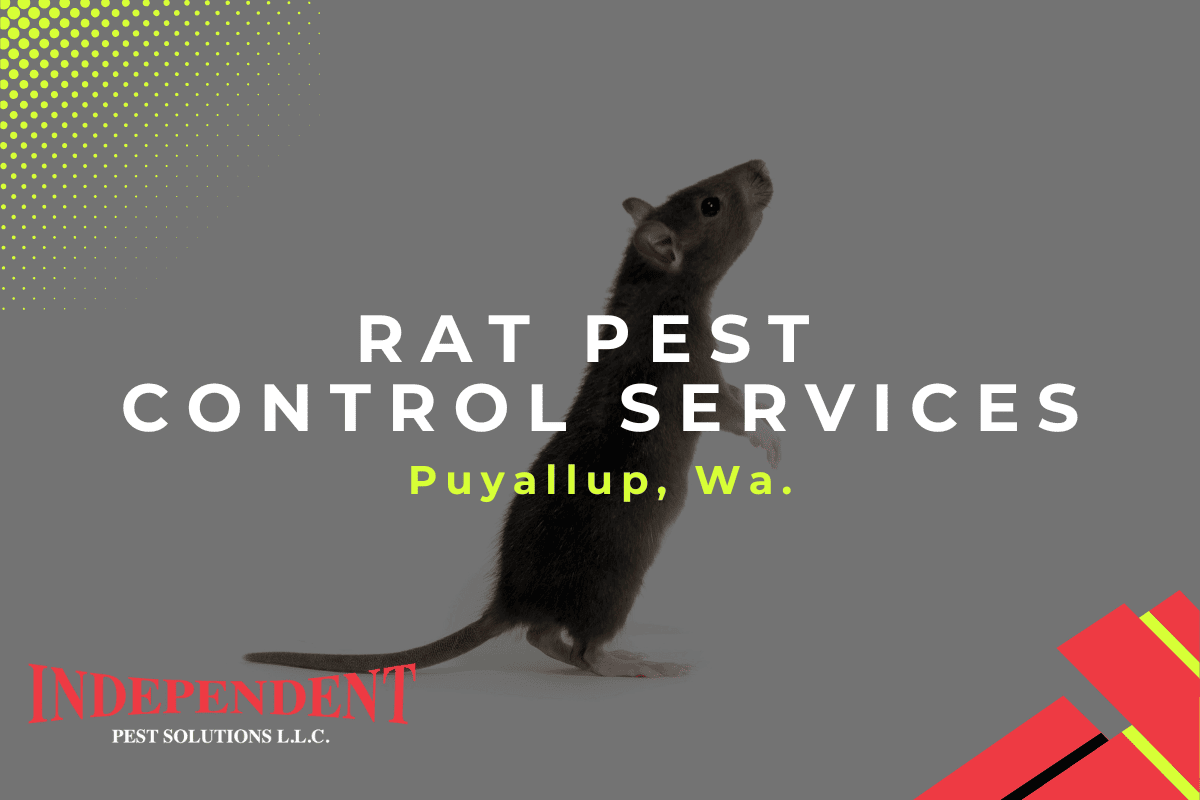Pest Control Services in Puyallup, Wa.