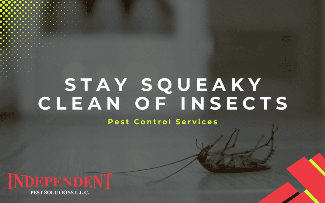 Pest Control Services for Your Spring Cleaning